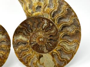 Ammonite Pair Large 18.4cm | Image 2