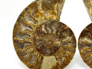 Ammonite Pair Large 18.4cm | Image 3