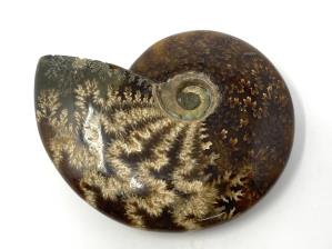 Ammonite Cleoniceras 9.2cm | Image 2