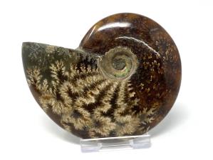 Ammonite Cleoniceras 9.2cm | Image 4