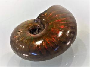 Ammonite Red Iridescent 3.9cm | Image 4
