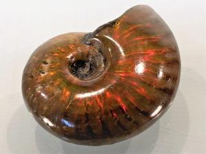 Ammonite Red Iridescent 3.9cm | Image 2