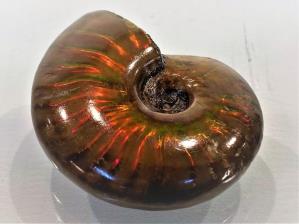Ammonite Red Iridescent 3.9cm | Image 3