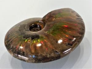 Ammonite Red Iridescent 7.8cm | Image 2