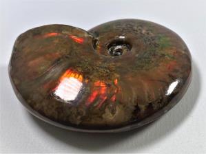 Ammonite Red Iridescent 6.3cm | Image 4