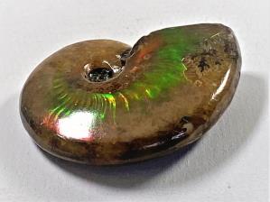 Ammonite Red Iridescent 4.4cm | Image 2