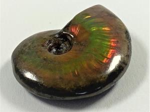 Ammonite Red Iridescent 3.7cm | Image 3