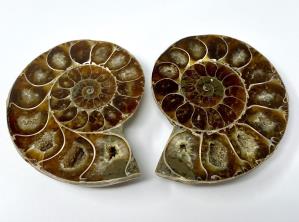 Ammonite Pair 6.1cm | Image 3