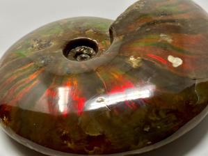 Ammonite Red Iridescent 10.7cm | Image 4