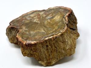 Fossilised Wood Branch 16cm | Image 4