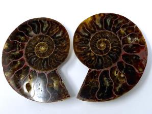 Ammonite Pair 7.1cm  | Image 2