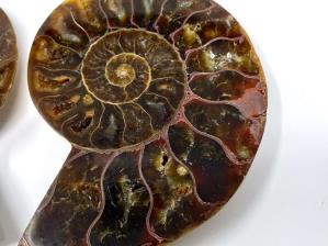 Ammonite Pair 7.1cm  | Image 3
