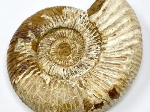 Ammonite Perisphinctes 18cm | Image 2