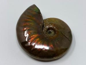 Ammonite Red Iridescent 4.3cm | Image 2