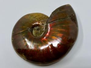 Ammonite Red Iridescent 4.3cm | Image 4