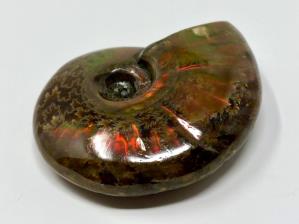 Ammonite Red Iridescent 5.1cm | Image 3