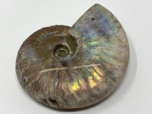 Ammonite Cleoniceras 10cm | Image 2