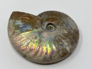 Ammonite Cleoniceras 10cm | Image 3