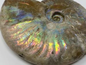 Ammonite Cleoniceras 10cm | Image 4