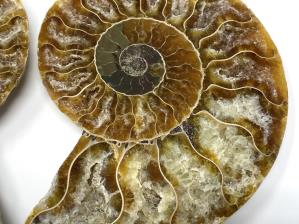 Ammonite Pair 11cm | Image 2