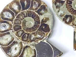 Ammonite Pair 8.4cm | Image 2