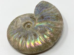 Ammonite Cleoniceras 7.3cm | Image 3