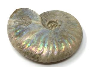 Ammonite Cleoniceras 7.3cm | Image 2