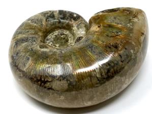 Ammonite Lytoceras 9.2cm | Image 2