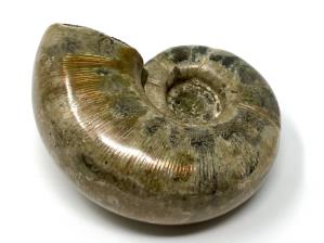 Ammonite Lytoceras 9.2cm | Image 3
