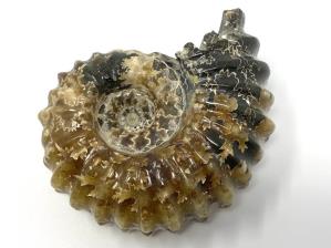 Ammonite Douvilleiceras 7.9cm | Image 2