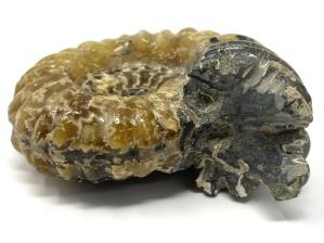 Ammonite Douvilleiceras 7.9cm | Image 3