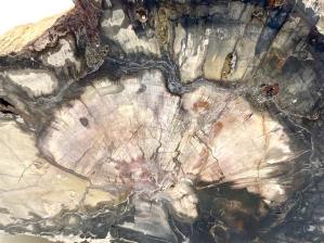 Fossilised Wood Branch 18cm | Image 2