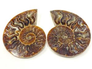 Ammonite Pair 8.7cm | Image 2