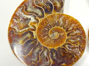 Ammonite Pair 8.7cm | Image 3