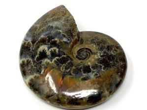 Ammonite Red Iridescent 11.5cm | Image 2