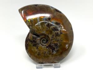 Ammonite Red Iridescent 11.5cm | Image 5