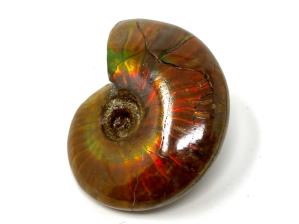 Ammonite Red Iridescent 4.5cm | Image 2