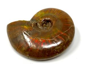 Ammonite Red Iridescent 4.5cm | Image 3