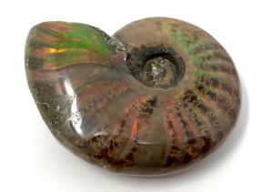 Ammonite Red Iridescent 4.7cm | Image 4