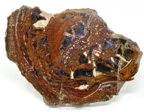 Fossilised Wood Slice 32cm | Image 2