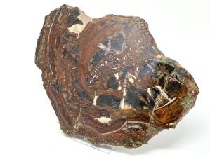 Fossilised Wood Slice 32cm | Image 5