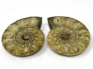 Ammonite Pair 7.8cm | Image 2