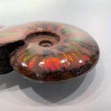 Ammonite red Iridescent 15cm | Image 8