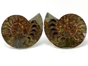 Ammonite Pair Large 20.2cm | Image 2
