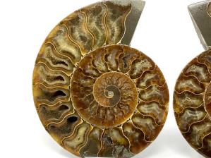 Ammonite Pair Large 16.5cm | Image 3