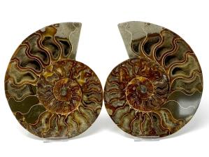 Ammonite Pair Large 20.2cm | Image 3