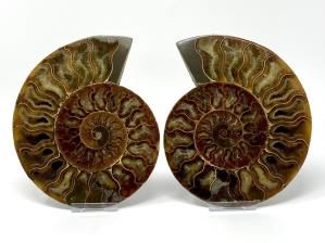 Ammonite Pair Large 16.5cm | Image 2
