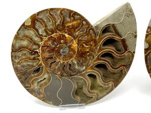 Ammonite Pair Large 20.2cm | Image 6