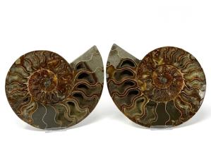 Ammonite Pair Large 20.2cm | Image 4