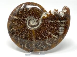 Cleoniceras Ammonite Large 14.2cm | Image 2
